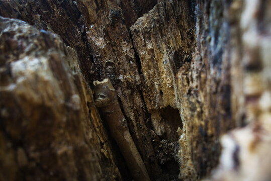 Nene Park, Peterborough, England, UK - May 07 2026: Alwalton Walking Trail - Close up of the inside of a broken tree trunk