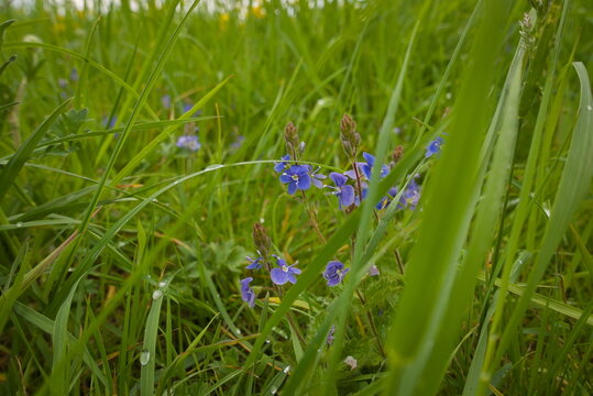 Nene Park, Peterborough, England, UK - May 07 2026: Alwalton Walking Trail - Tiny purple wild flowers in a meadow