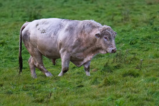 Uckerm&auml;rker Rinder auf der Weide ( Bulle )