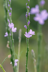 Fototapeta premium Small blue to purple flowers grow along the square stem of a Texas Verbena plant in spring.