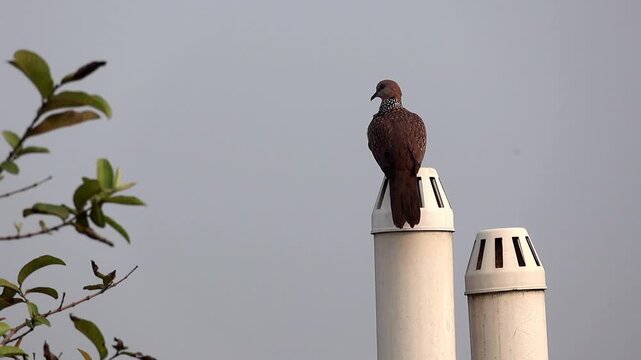Spotted dove perched on a white plastic ventilation pipe against a gray overcast sky. Close-up of a wild bird resting on a rooftop vent in rainy weather, looking around in a gloomy urban setting.