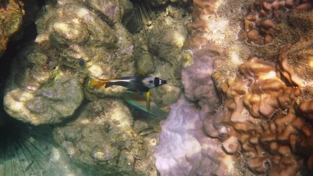 Singular Bannerfish swimming past hard corals and sea urchins, Heniochus singularius in natural reef habitat, marine biology underwater photography