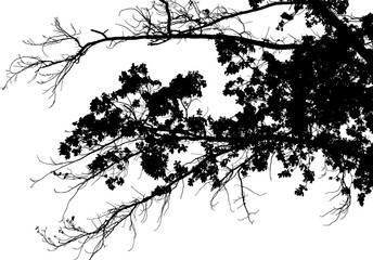 Obraz premium Vector illustration, silhouette of a natural large oak branch