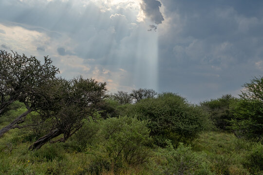 View of sunbeams breaking through dramatic storm clouds over the lush green bushveld and acacia trees in South Africa.