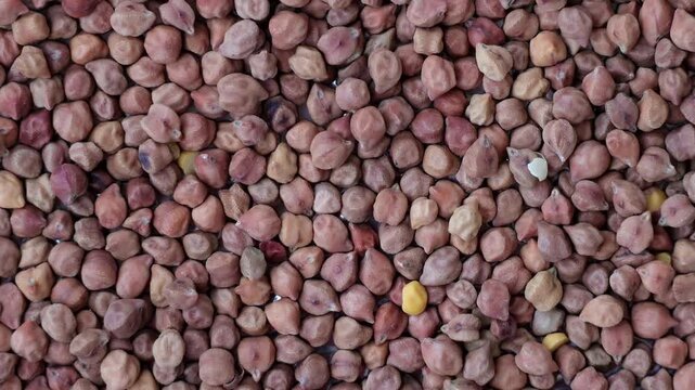 Close-up of a large pile of dry desi chickpeas or black gram seeds. This footage highlights organic legumes, high-protein plant-based food, and raw agricultural produce in detail.