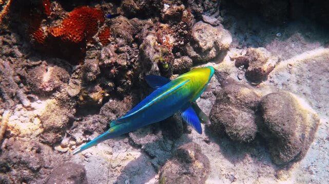 Greencheek Parrotfish swimming over rocky seabed, Scarus prasiognathos in tropical coral reef environment, marine biology and underwater nature documentary content
