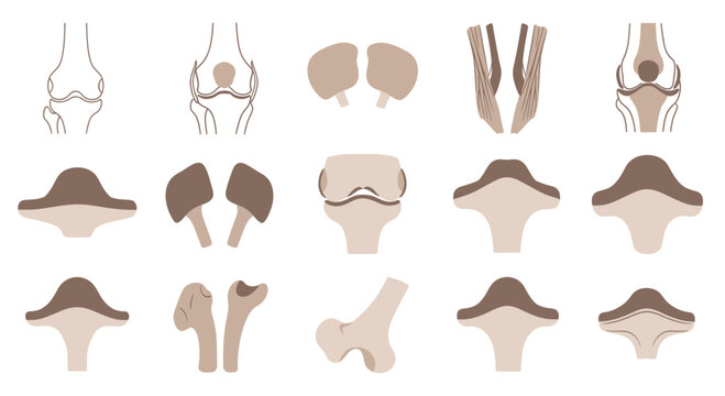Anatomy Of Joints: Knee, Hip, and Bone Structure Diagrams