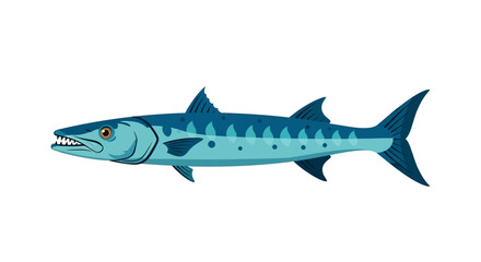 Fototapeta premium Illustration of a Barracuda fish, a predatory marine animal, with sharp teeth and blue scales, isolated on white background.