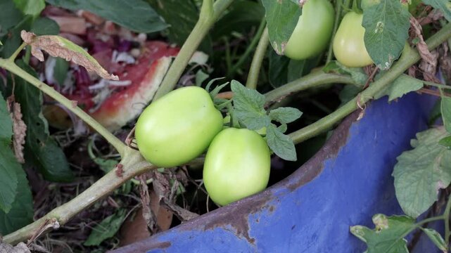 Close-up of unripe green tomatoes growing on a vine in a blue plastic drum container in rooftop garden. This shot highlights urban farming, organic vegetable cultivation, and home gardening.