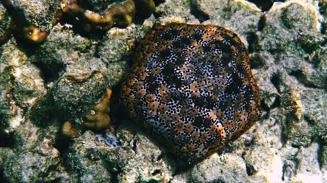 Spiny cushion star resting on coral reef, Culcita schmideliana species in Indian Ocean habitat, marine biology research, underwater nature background