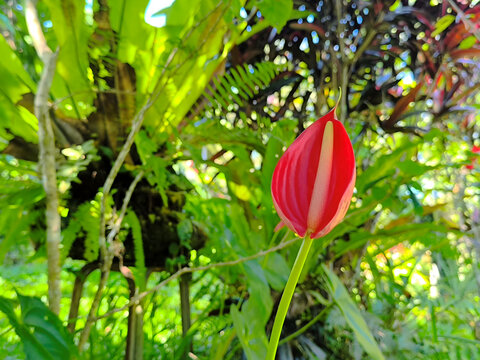 Single red Anthurium flower bud blooming in a lush tropical garden with a bright green natural foliage background and soft sunlight.