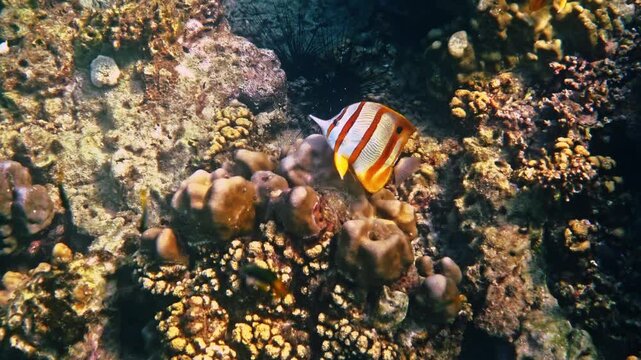 Copperband Butterflyfish swimming, Chelmon rostratus exploring tropical coral reef ecosystem, marine biology research, underwater nature background