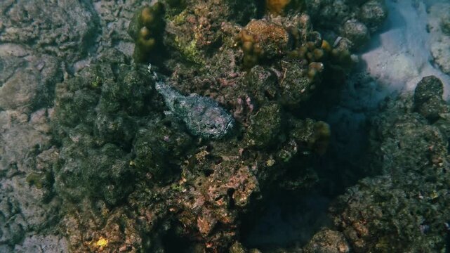 Scorpionfish camouflaging on rocky reef, Scorpaenopsis diabolus hiding among algae and hard corals, underwater wildlife photography for marine education or travel promotion