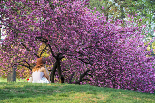 View of a woman sitting on a grassy hill under blooming cherry blossom trees in Central Park New York, New York, United States.