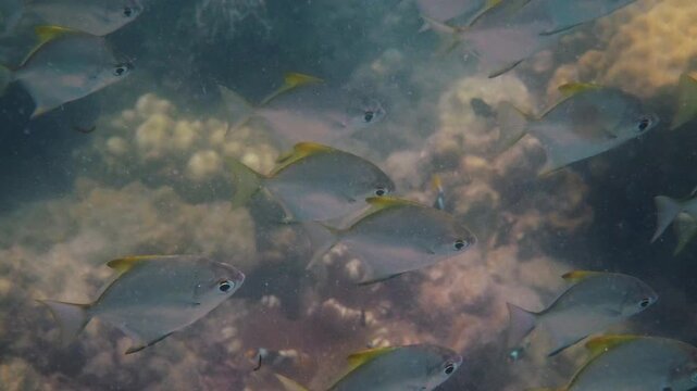 Silver moonyfish swimming over coral reef, Monodactylus argenteus school in tropical ocean, natural marine wildlife behavior, underwater documentary.