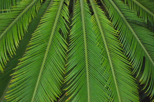 Symmetrical pattern of vibrant green cycad palm fronds