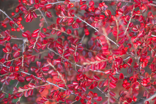 Bright red autumn cotoneaster leaves and berries