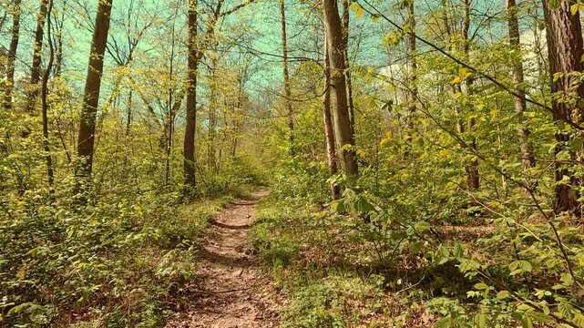 Springtime mood in the forest, walking on forest paths