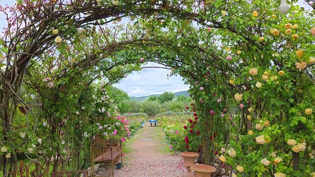 Romantic gravel path under blooming rose arches with vintage benches in a Mediterranean garden, Assisi, Italy