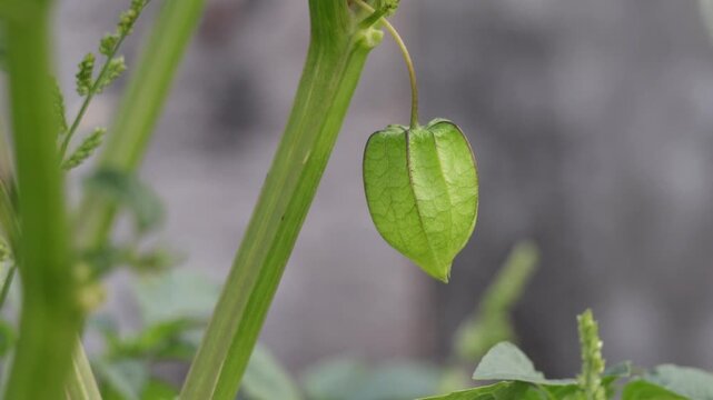Close-up of a green Physalis or groundcherry fruit hanging from a stem in a garden. This shot highlights botanical details, organic farming, and nature's unique plant life in daylight.