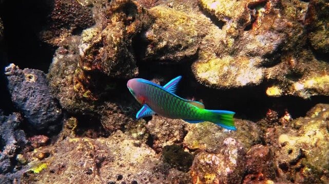 Parrotfish swimming near coral reef, Greenblotch Parrotfish or Chlorurus bowersi feeding on seabed, tropical ocean marine life, underwater nature documentary.
