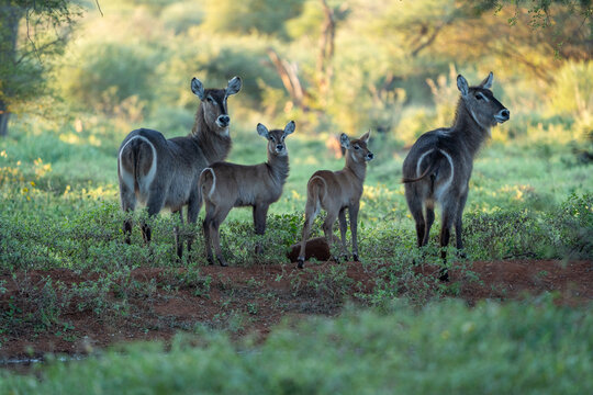 View of a group of waterbucks standing in the lush green savanna with soft sunlight filtering through the trees in South Africa.