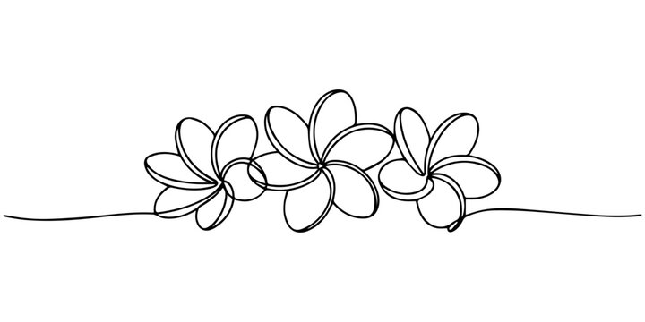 plumeria flowers continuous one line drawing, Plumeria flowers in continuous line art drawing style. Minimalist black line sketch on white background, Plumeria flowers in continuous one  line art draw