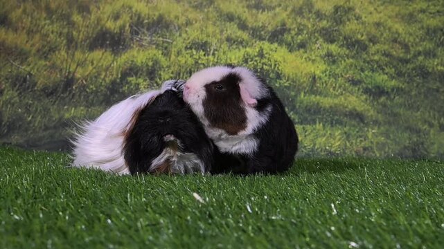 meerschweinchen tier natur nager 2 paar