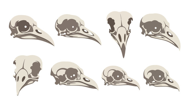 Collection of Bird Skulls in Various Angles and Views