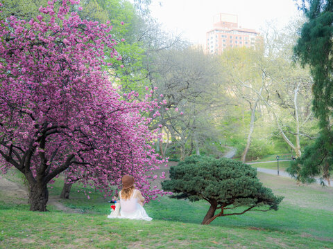 View of Central Park with a woman sitting on the grass near a blooming cherry blossom tree and lush greenery New York, New York, United States.