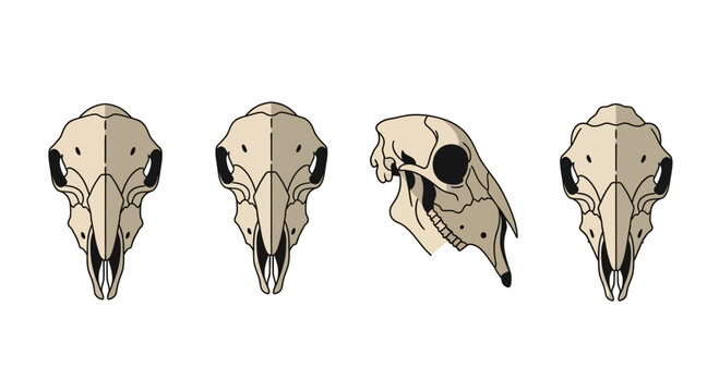 Set of Sheep Skull Views: Front, Back, Side, and Top - Anatomical Illustration