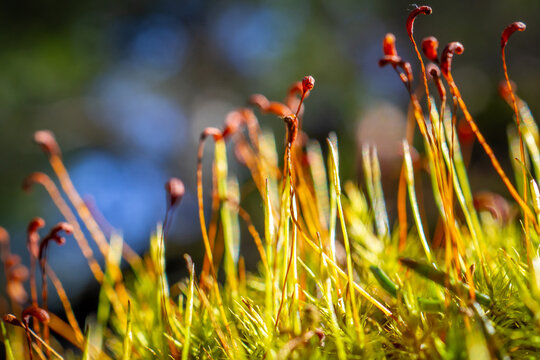 Warm Toned Macro of Polytrichum Moss with Curved Red Capsule Tips