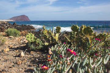 Coastal cacti and wildflowers overlooking the Atlantic Ocean in Tenerife © Tsyb Oleh
