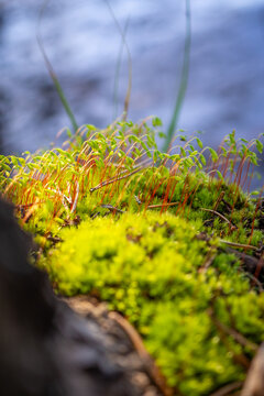 Moss with Elliptical Green Capsules Growing Near Water with Blue Background