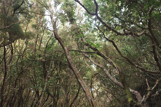 Enchanted laurel forest with mossy trees and twisted branches in Anaga Tenerife