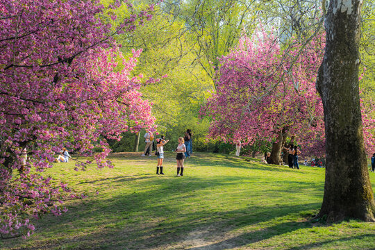 View of Central Park with blooming pink cherry blossoms and people relaxing on the green lawn under bright spring sunlight in New York, New York, United States.