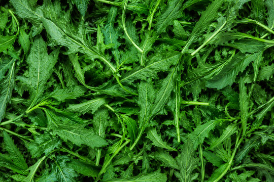 Epazote Leaves Full Frame Mexican Culinary Herb Texture