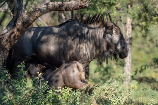 View of a blue wildebeest standing in the shade of a tree with its calf in the savanna South Africa.