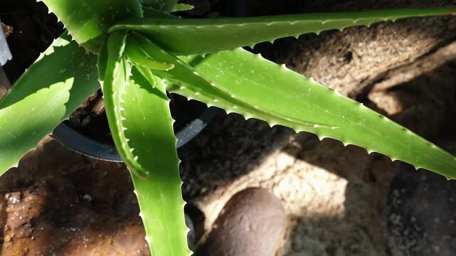 Medicinal succulent plant growing with green fleshy leaves, Aloe barbadensis miller in garden pot, herbal medicine and skincare ingredient background
