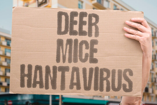"Deer Mice Hantavirus" Deer mouse droppings transmit hantavirus to humans in enclosed spaces. DEER. MOUSE. DROPPINGS. TRANSMIT. ENCLOSED.