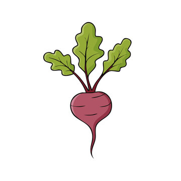 Simple illustration of a beet root vegetable with green leaves and a long taproot