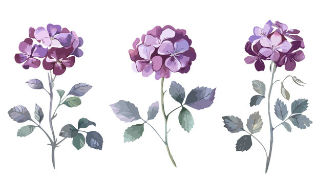 Watercolor collection of geranium flowers set hand painted illustration of purple violet floral garden transparent isolated vector minimalist simple botanical vintage graphic design art painting set