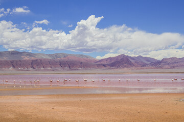 Laguna Carachi Pampa, Argentina © Stock Photos 2000