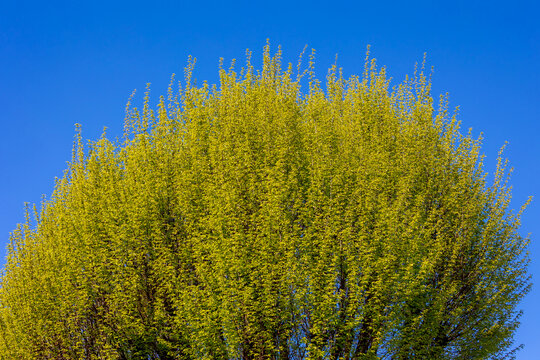 Lush green leaves of Columella Elm on tree in spring under blue clear sky, Elms are deciduous and semi-deciduous trees comprising the genus Ulmus in the family Ulmaceae, Natural greenery background.