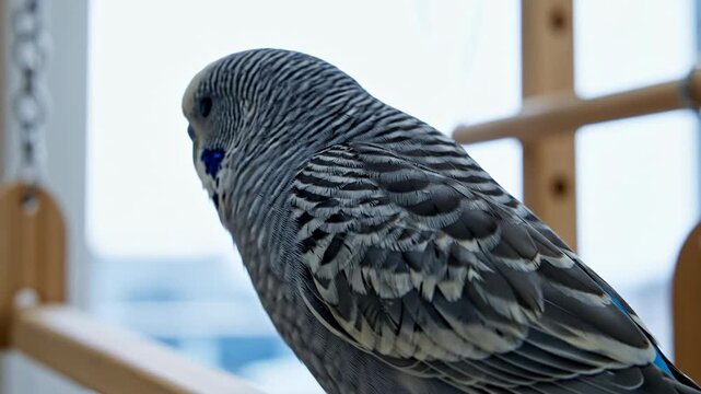Close Up of a Budgerigar Perching and Turning Its Head