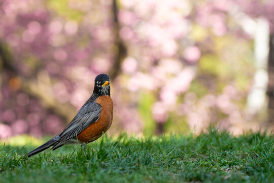 View of an American Robin standing on green grass with pink cherry blossoms in the background in Central Park, New York, New York, United States.