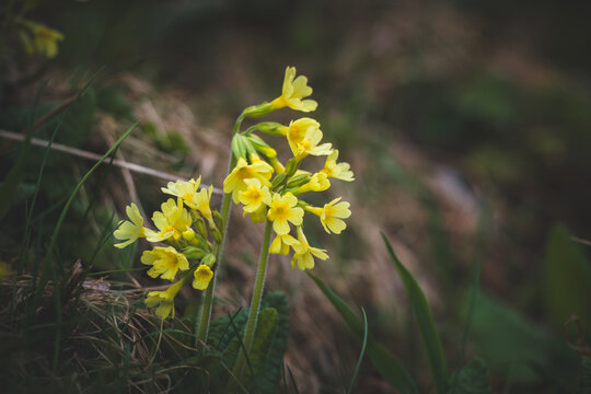 common cowslip, primula veris, on a mountain meadow at a spring day in may