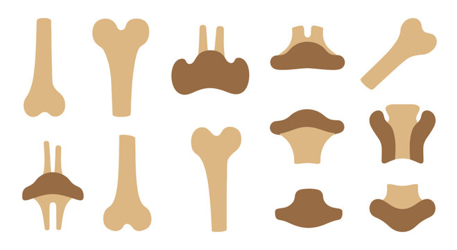 Abstract Bone Shapes and Growth Stages: Medical and Scientific Illustration