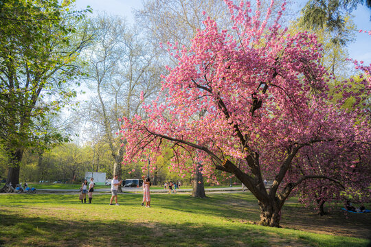 View of a blooming cherry blossom tree with people relaxing on the green lawn of Central Park, New York, New York, United States.