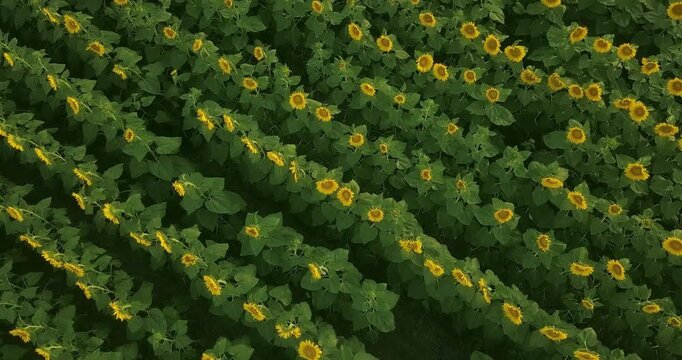 Taking off on a large and yellow sunflower field, helicopter view